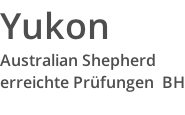 Yukon Australian Shepherd erreichte Prüfungen  BH